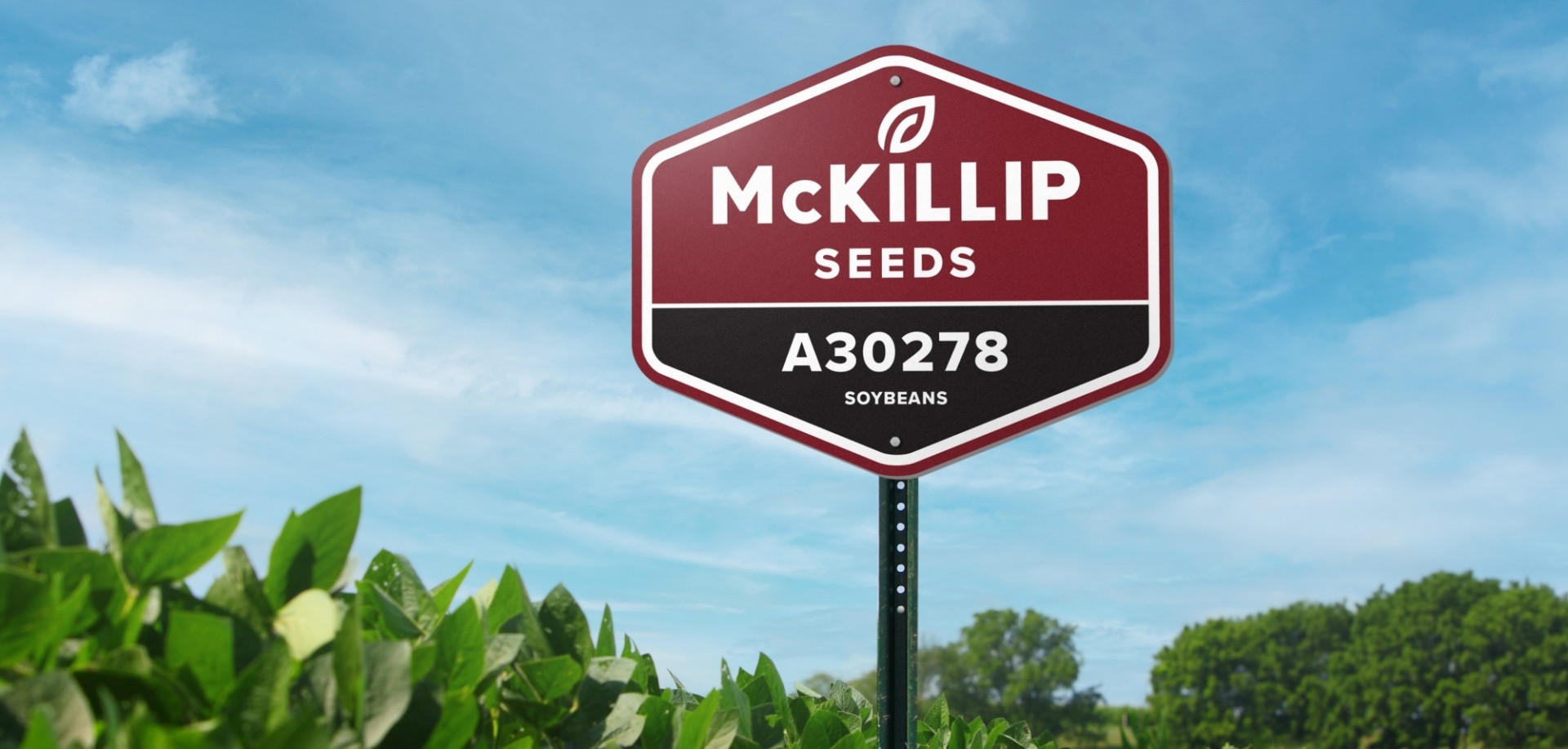 Mc Killip main 2022 09 02 141657 ssyv