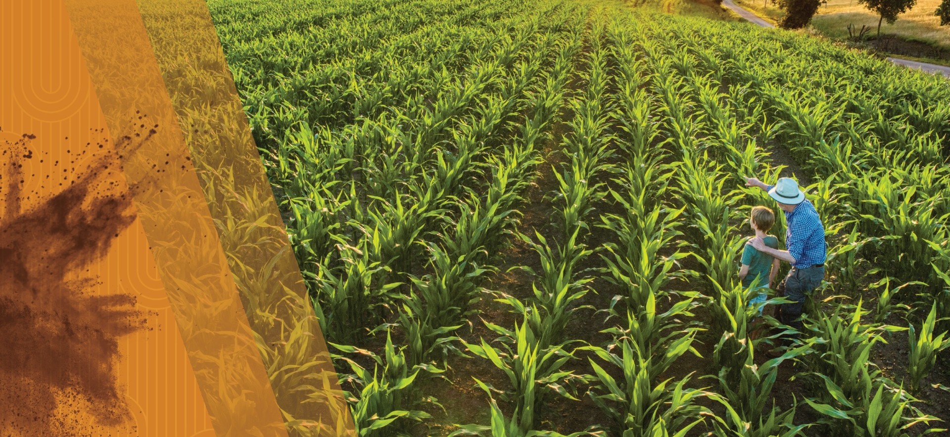 Amplify field banner