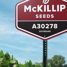 McKillip Seeds Rebrand